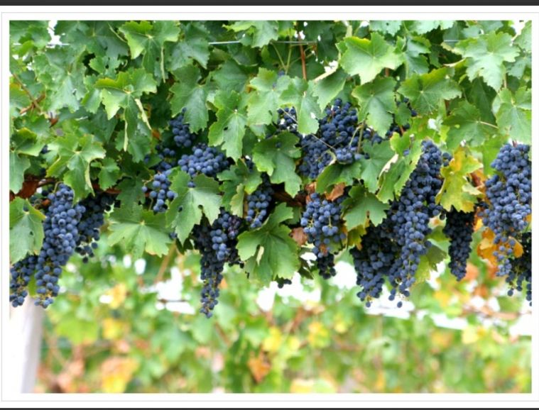 Screenshot_20210505-052236_Google.jpg